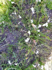 Linaria nigricans