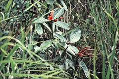 Rhododendron rugosum