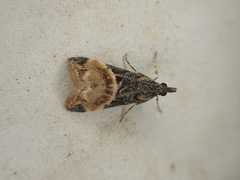 Eudonia chlamydota