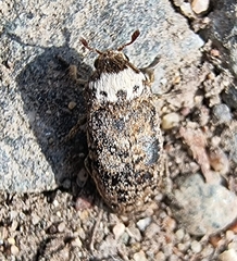 Dermestes coronatus