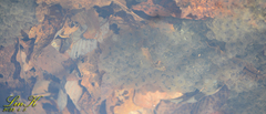 Rana huanrensis