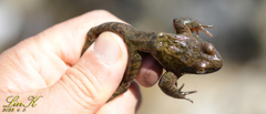Rana huanrensis