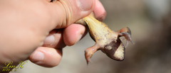 Rana huanrensis