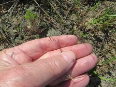Agrostis elliottiana