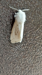 Spilosoma lubricipeda