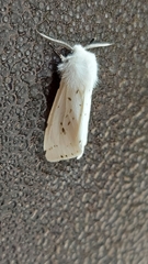 Spilosoma lubricipeda