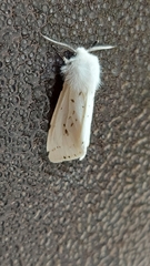 Spilosoma lubricipeda