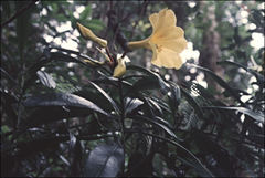 Rhododendron retivenium