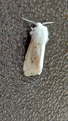 Spilosoma lubricipeda