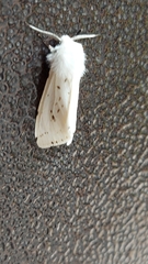 Spilosoma lubricipeda
