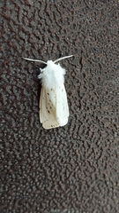 Spilosoma lubricipeda
