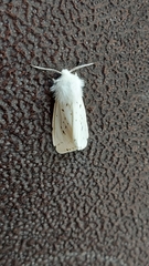 Spilosoma lubricipeda