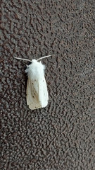Spilosoma lubricipeda