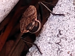 Pyrrhocoris sibiricus