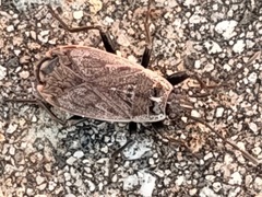 Pyrrhocoris sibiricus