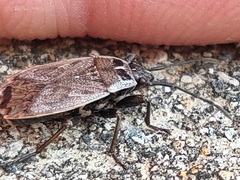Pyrrhocoris sibiricus