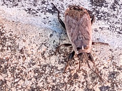 Pyrrhocoris sibiricus