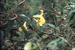 Rhododendron retivenium