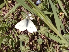Pieris rapae