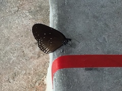 Euploea eyndhovii