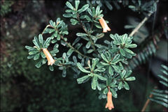 Rhododendron cuneifolium