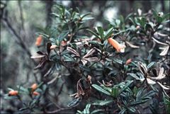Rhododendron cuneifolium