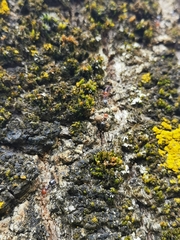 Crematogaster scutellaris