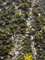 Crematogaster scutellaris