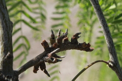 Asphondylia prosopidis