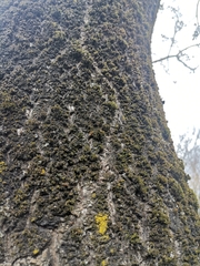 Crematogaster scutellaris