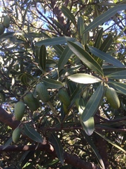 Cryptocarya angustifolia