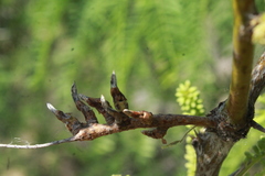 Asphondylia prosopidis