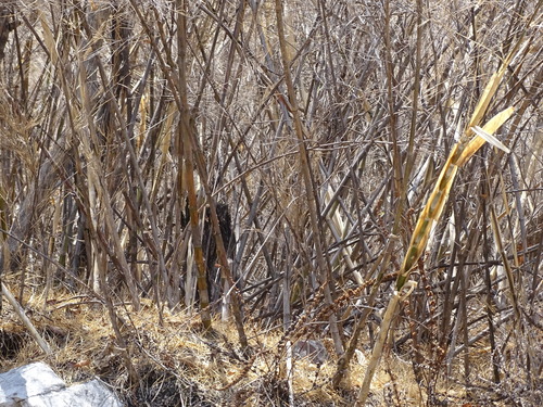 Image of Mexican Weeping Bamboo (Otatea acuminata) by (c) Alexis López Hernández, some rights reserved (CC BY)