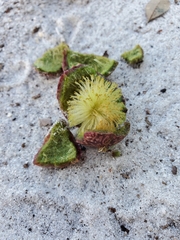 Amphibolips quercuscinerea