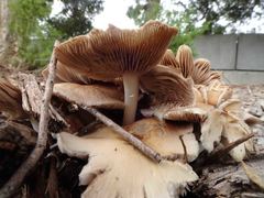 Agaricales