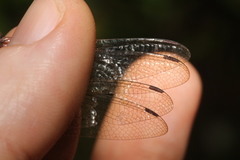 Tauriphila australis