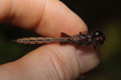 Tauriphila australis