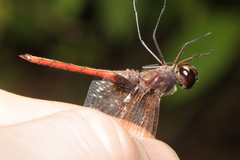 Tauriphila australis