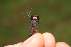 Tauriphila australis