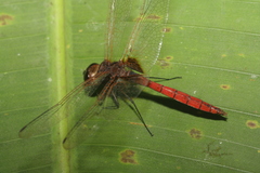 Tauriphila australis