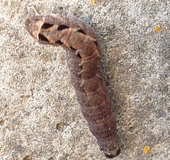 Noctuinae