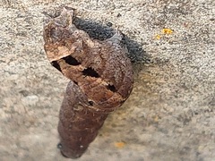 Noctuinae