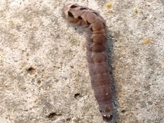 Noctuinae
