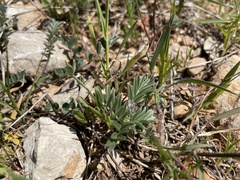 Biserrula epiglottis