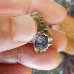 Alanbeuella corrugata