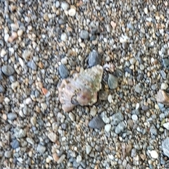 Alanbeuella corrugata