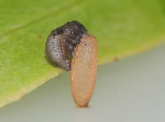 Dicranosterna selene