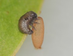 Dicranosterna selene