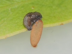 Dicranosterna selene