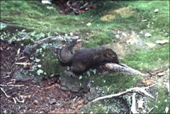 Sundasciurus everetti